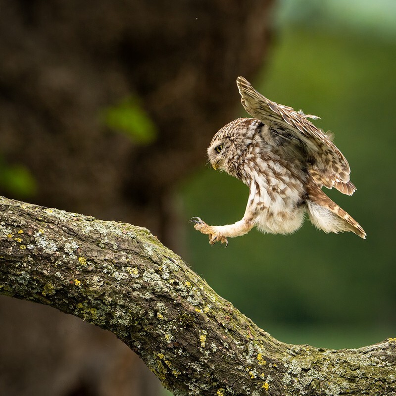 Jump - Little Owls