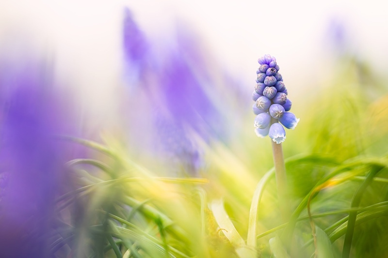 Muscari-botryoides - 1/52 2021