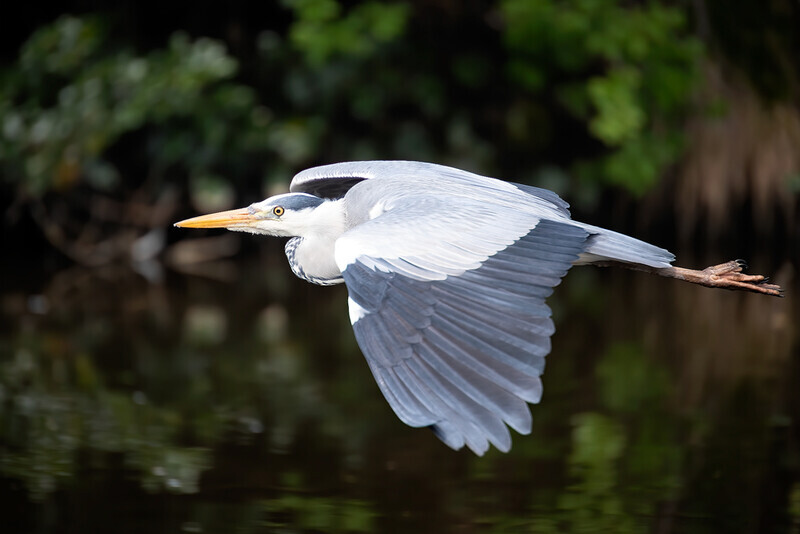 15/52 Grey Heron in Flight - 1 in 52 Project 2020