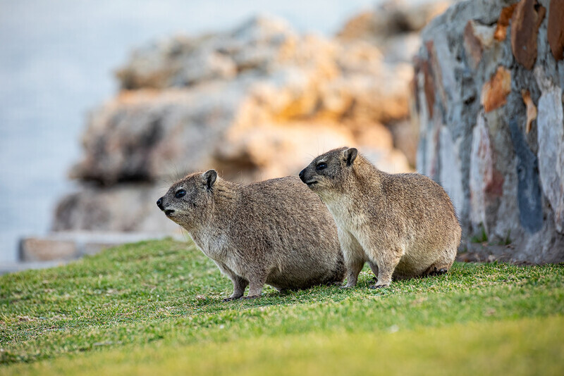 hyrax - South Africa 2020