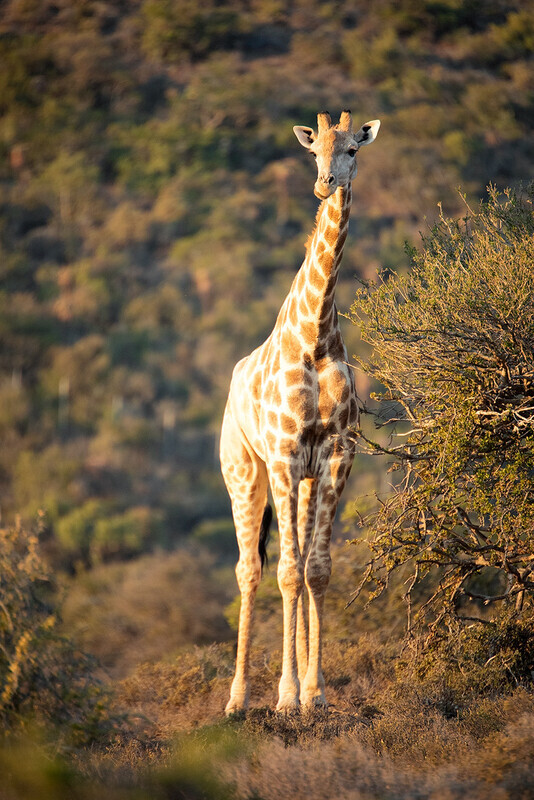girraffe-portrait - South Africa 2020