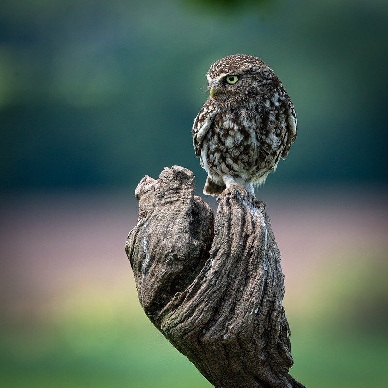 Rapt - Little Owls