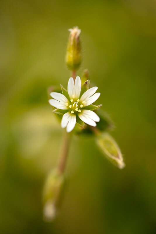 Common Mouse Ear Chickweed - Wild Flowers (Lockdown in Spring)