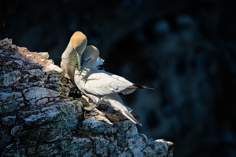 The Gift - Bempton Gannets