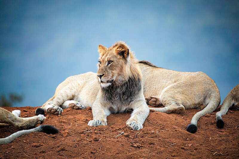 keeping-watch - South Africa 2020