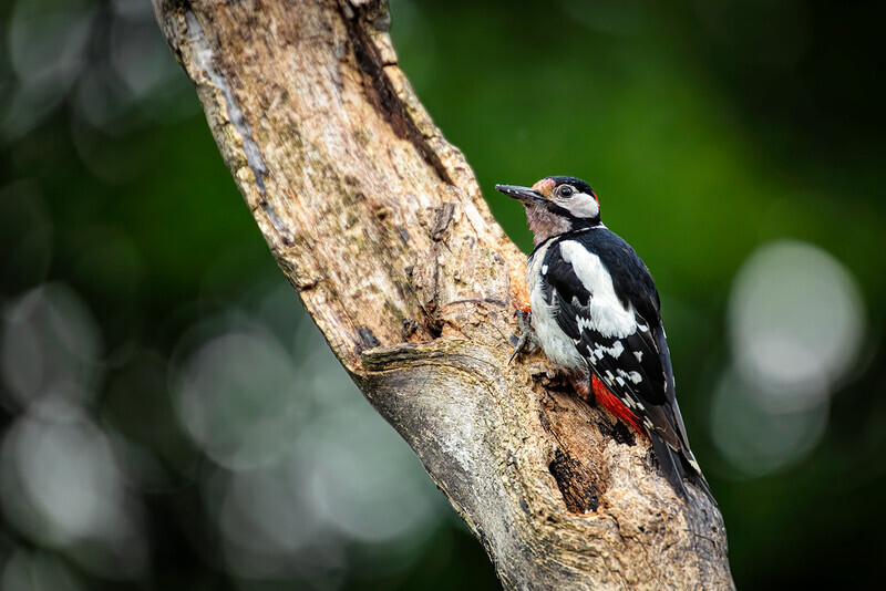 27/52: Woody-Woodpecker - 1 in 52 Project 2020