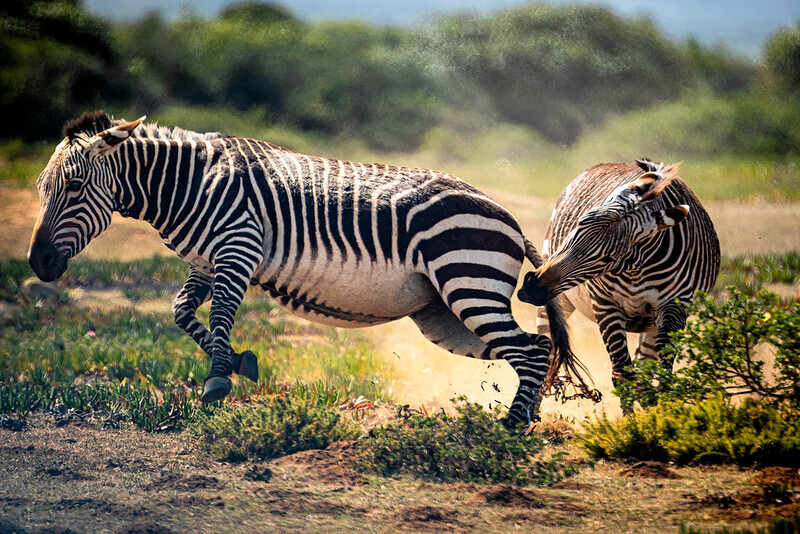attempted-castration-colour - South Africa 2020