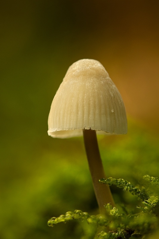 autumnal-signs - 1/52 2021