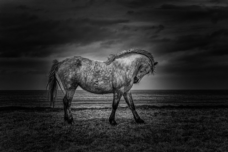 The Horse, Ireland. - Black and White