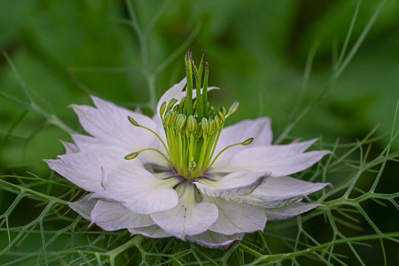 In the world of Flowers - Best Pictures 2020
