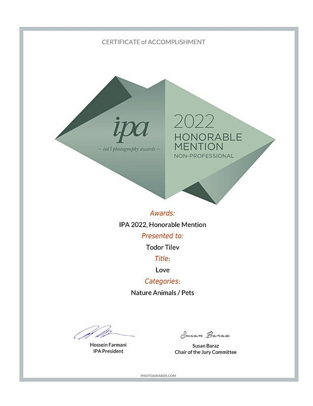 International Photography Awards_2022_Animals_Pets - Achievements