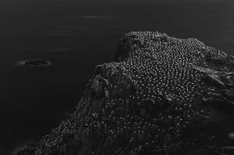 Colony of Gannets at Saltee Island, Ireland. - Pictures out of this world