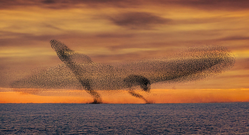 Murmurations of Starlings, Lake Ennell, Ireland. - Pictures out of this world