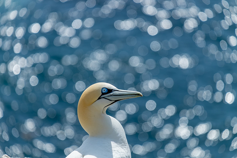 Gannet at Saltee Island in County Wexford - Wildlife