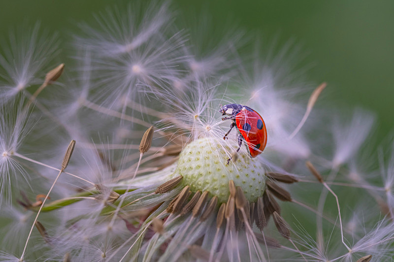 In the world  of Ladybirds - Best Pictures 2020