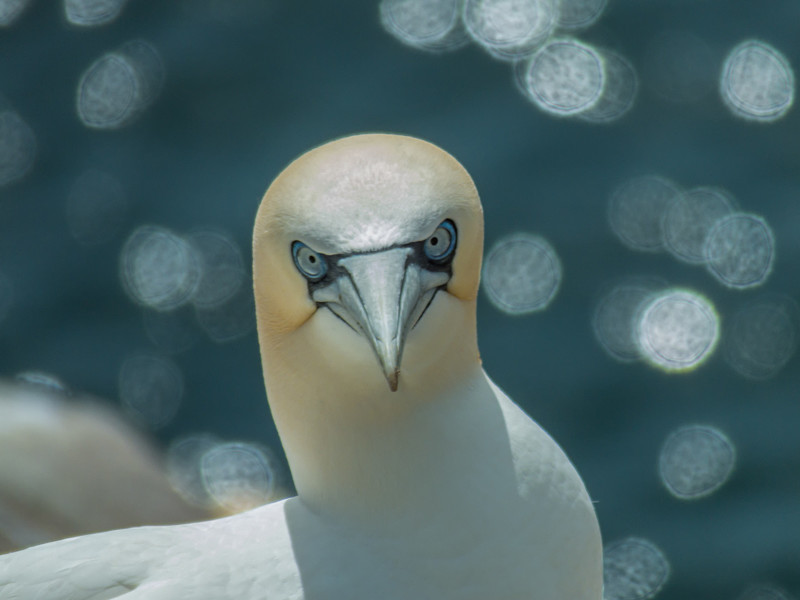 Portrait of Gannet at Saltee Island in County Wexford - Wildlife