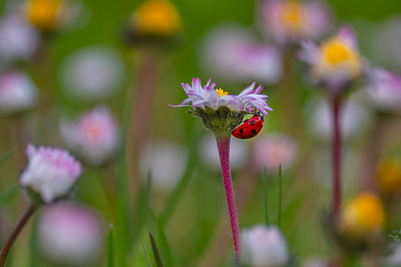 In the world  of Ladybirds - Best Pictures 2020