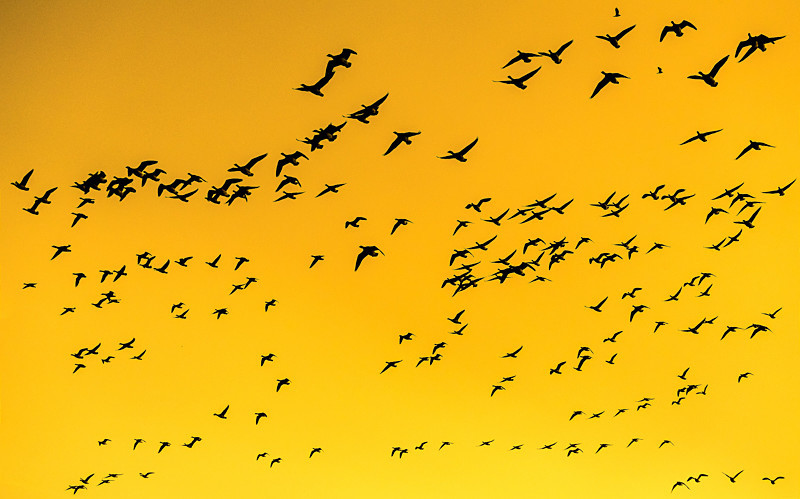 Geeses at Wexford Wildlife Reserve in County Wexford - Wildlife
