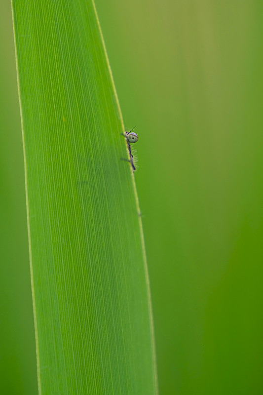 In the world of Damselflies - Best Pictures 2020