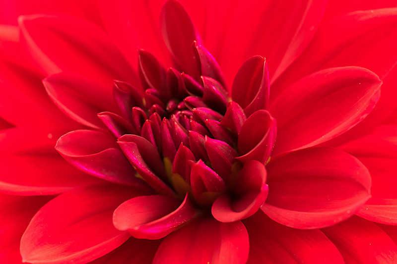 Flower - Flowers
