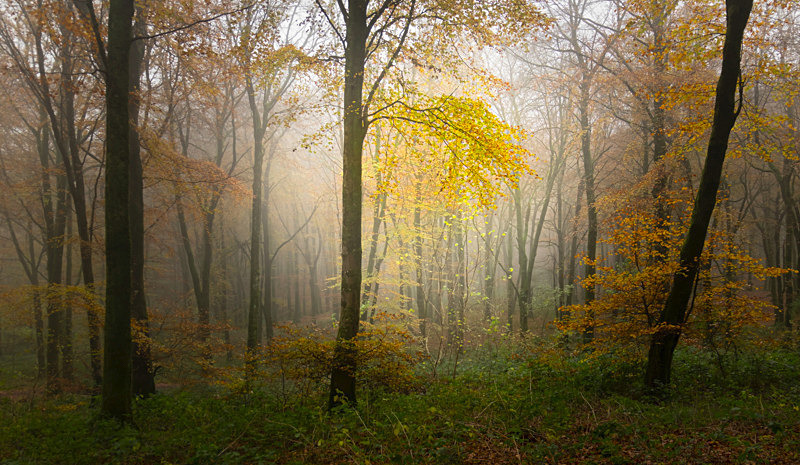 Lost into the Forest, Ireland. - Pictures out of this world