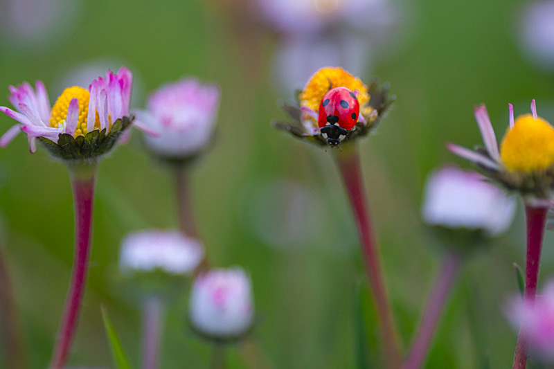 In the world  of Ladybirds - Best Pictures 2020