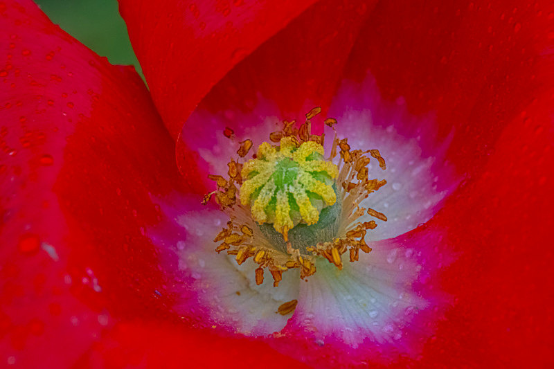 In the world of Flowers - Best Pictures 2020