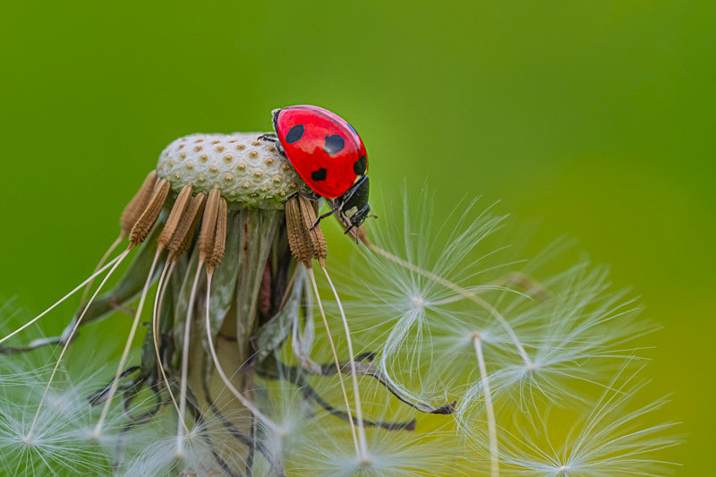 Into the world of Ladybirds, Ireland. - Pictures out of this world