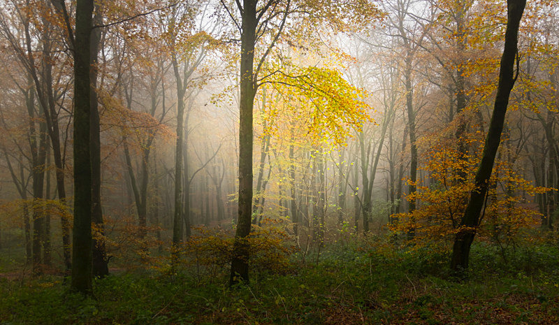Lost Into The Forest - Lost Into The Forest