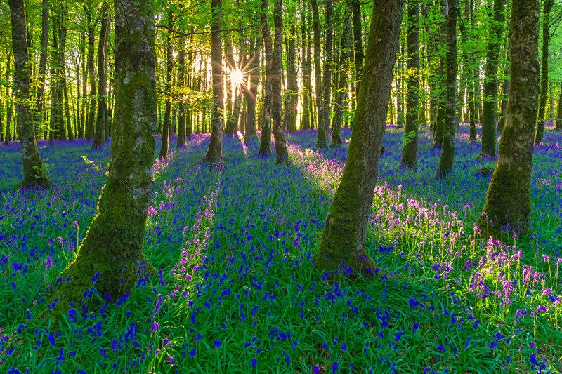 Bluebells at Dereen Woods, County Roscommon, Ireland. - Awarded & Published Pictures 2021