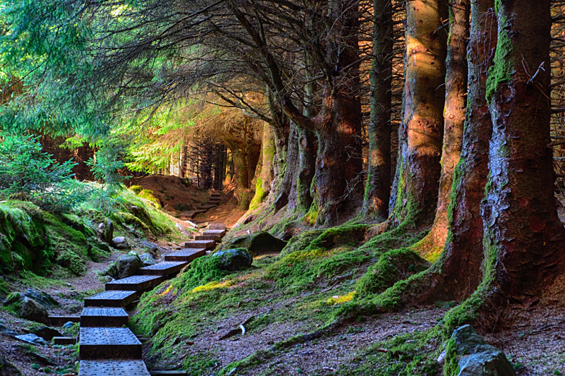 Ballinastoe Woods - Co Wicklow