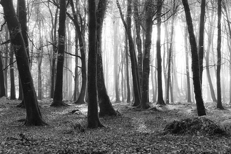 DSCF8073 - Black and White