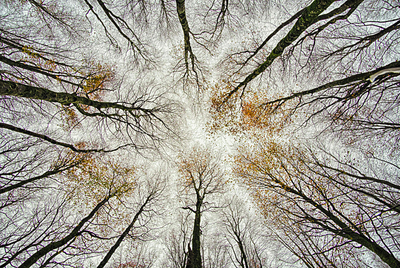 Lost into the Forest - Lost into the Forest