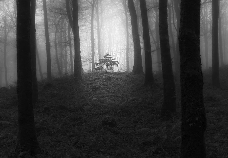 Lost into the Forest, Ireland. - Awarded & Published Pictures 2021
