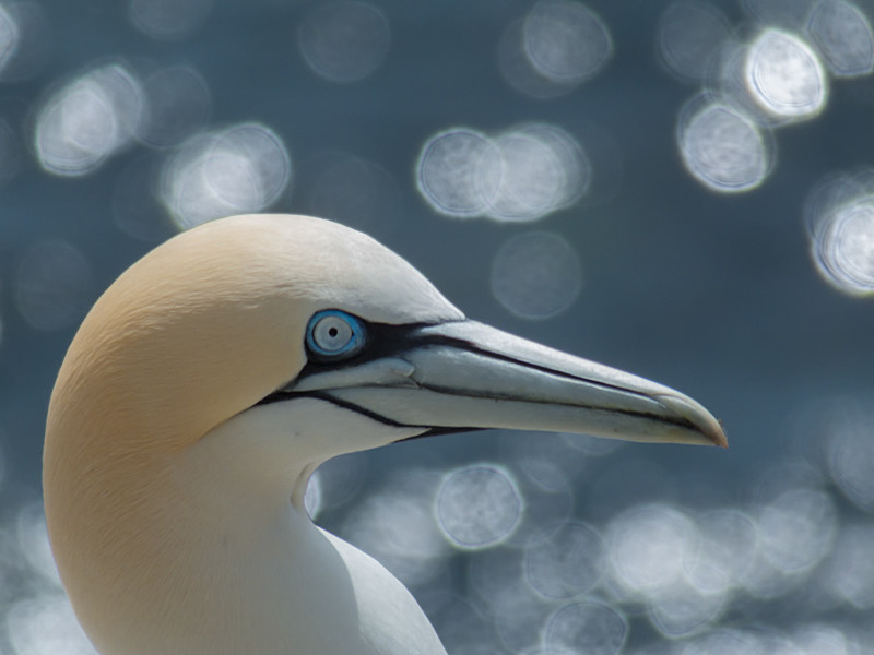 Portrait of Gannet at Saltee Island in County Wexford - Wildlife
