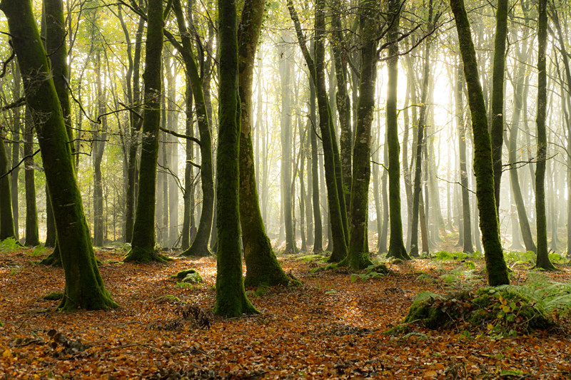 Dereen Woods in County Roscommon in Ireland - Nature