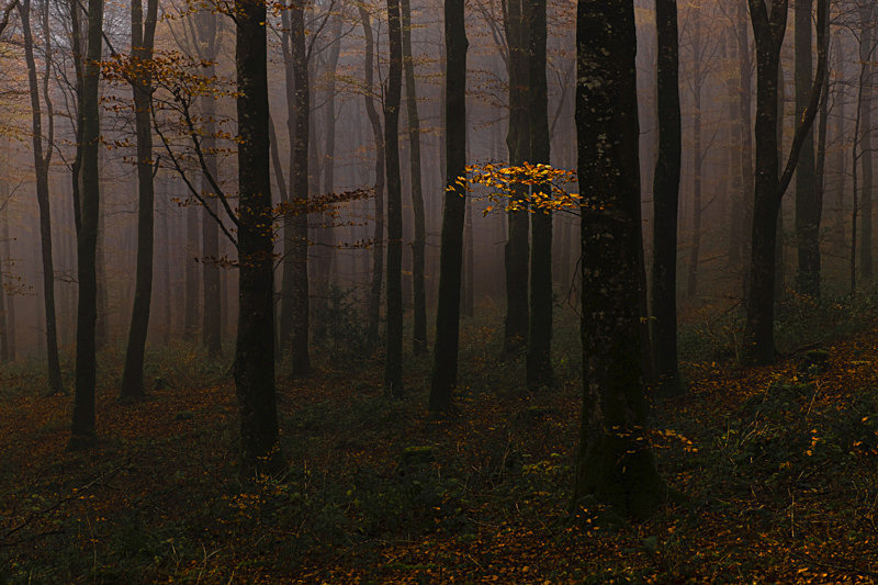 Lost into the Forest - Lost into the Forest