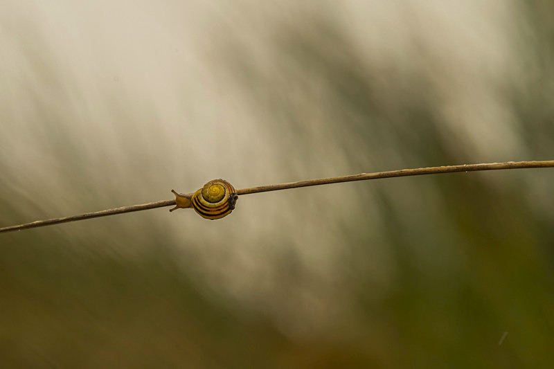 Snail at Ballyhiernan beach - Nature