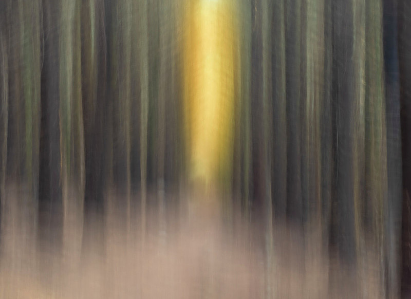 Intentional Camera Movement at Ballinastoe Woods, County Wicklow. - Best Pictures 2020