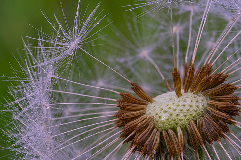 Dandelion Seeds - Best Pictures 2020