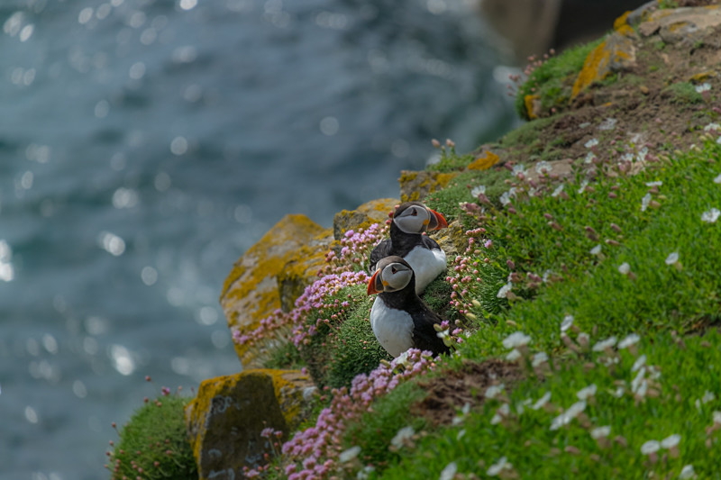 Puffins at Saltee Island in County Wexford - Wildlife