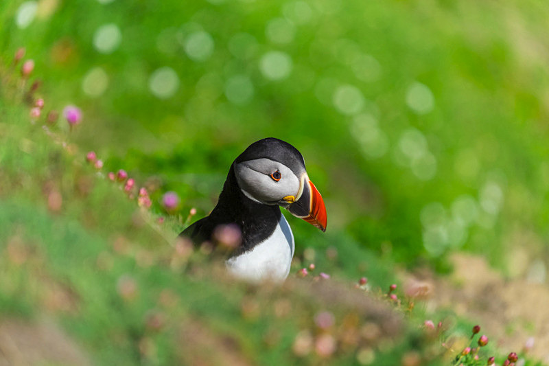Puffin at Saltee Island, Ireland. - Wildlife
