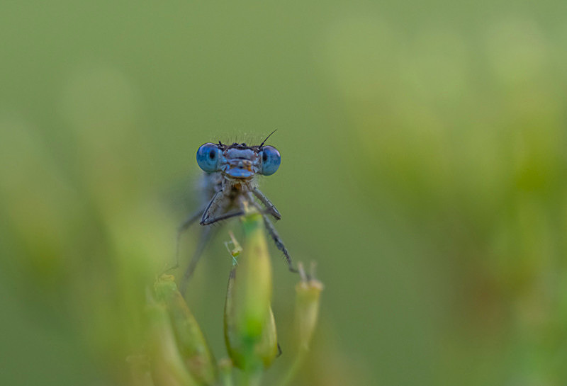 In the world of Damselflies - Best Pictures 2020