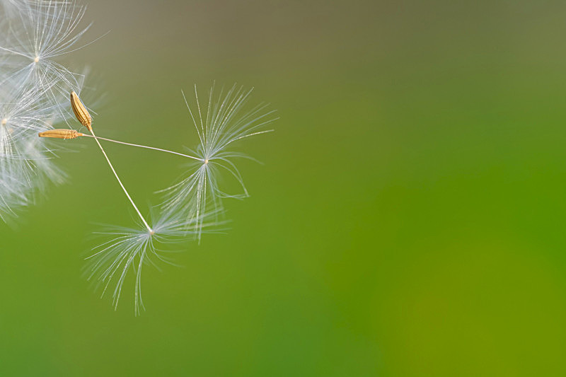 Dandelion Seeds, Ireland - Awarded & Published Pictures 2022