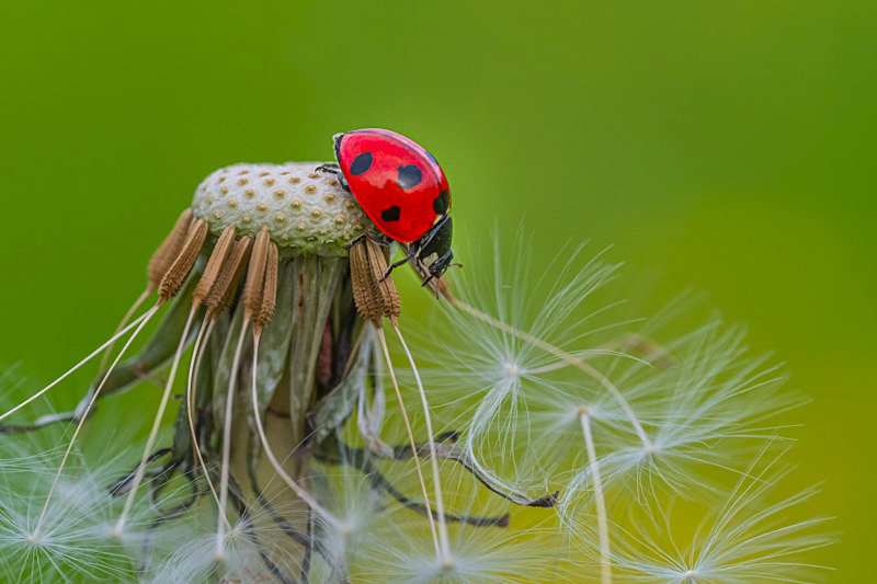 Into the world of Ladybirds, Ireland. - Awarded & Published Pictures 2021