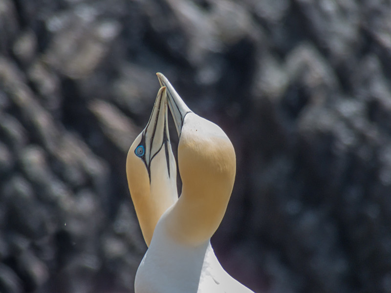 Gannets at Saltee Island in County Wexford - Wildlife