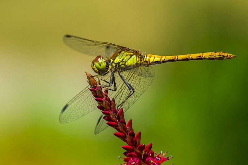 In The world at Dragonflies - Awarded Pictures 2020