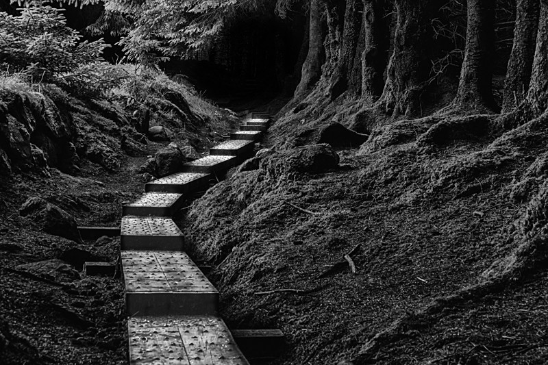 Ballinastoe Woods, Wicklow Mountains, Ireland. - Black and White