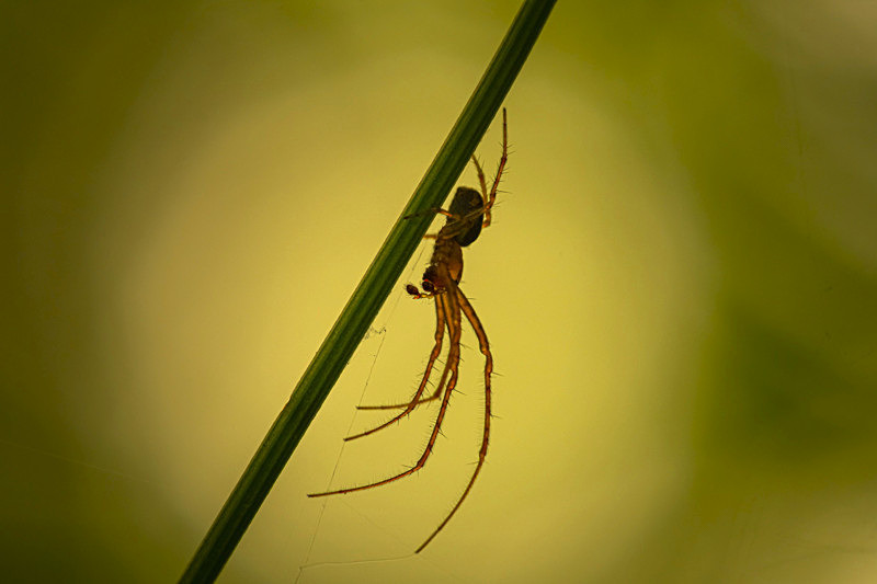 In the world of Spiders - Best Pictures 2020