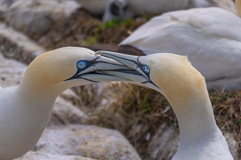 In the world of Gannets - Best Pictures 2020